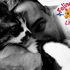Support Dave Baity’s Charity Raffle To Help Cats In Need